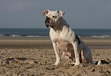 BOULEDOGUE AMERICAIN 222